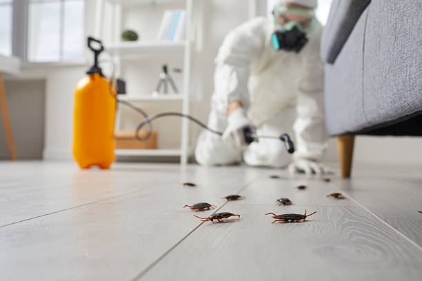 Affordable Termite Control solutions in Iola, KS